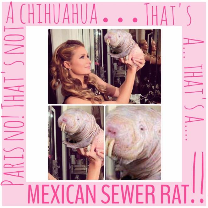 17155633_782986318516670_3219291520250481238_n